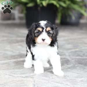 Shawn, Cavapoo Puppy